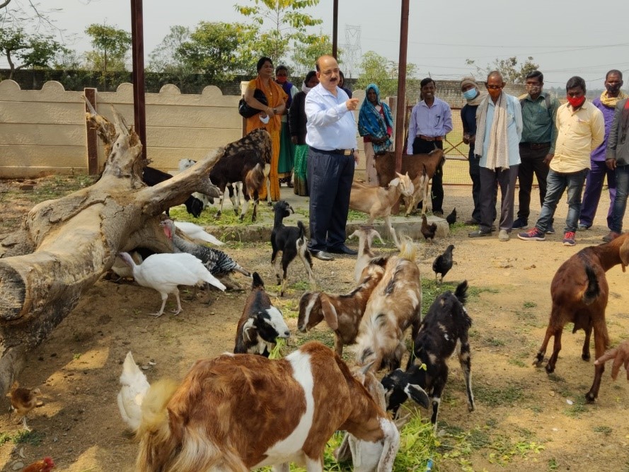 Goat farming in India